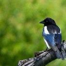 Common magpie